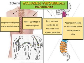 Proporciona soporte
estructural al tronco
Rodea y protege la
médula espinal
Es el punto de
anclaje de los
músculos de la
espalda y costillas
Absorbe el impacto
en actividades como
caminar, correr o
saltar
 