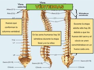 Huesos que
conforman la
columna vertebral.
En los seres humanos hay 33
vértebras durante la etapa
fetal y en la niñez
Durante la etapa
adulta sólo hay 26
debido a que los
huesos del sacro y el
cóccix se unen
convirtiéndose en un
hueso cada uno.
 