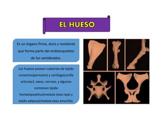 Es un órgano firme, duro y resistente
que forma parte del endoesqueleto
de los vertebrados.
Los huesos poseen cubiertas de tejido
conectivo(periostio) y cartílago(carilla
articular), vasos, nervios, y algunos
contienen tejido
hematopoyético(medula ósea roja) y
tejido adiposo(medula ósea amarilla).
 