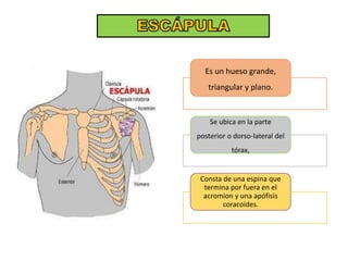 Es un hueso grande,
triangular y plano.
Se ubica en la parte
posterior o dorso-lateral del
tórax,
Consta de una espina que
termina por fuera en el
acromion y una apófisis
coracoides.
 