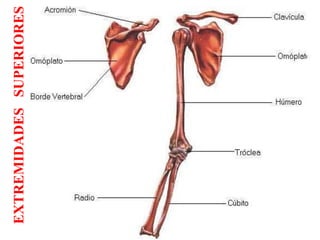 EXTREMIDADESSUPERIORES
 