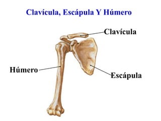 Clavícula, Escápula Y Húmero
Húmero
Clavícula
Escápula
 
