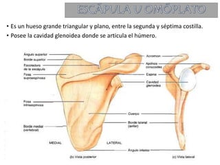 • Es un hueso grande triangular y plano, entre la segunda y séptima costilla.
• Posee la cavidad glenoidea donde se articula el húmero.
 
