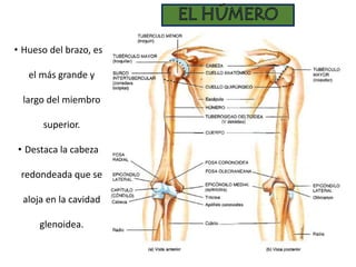 • Hueso del brazo, es
el más grande y
largo del miembro
superior.
• Destaca la cabeza
redondeada que se
aloja en la cavidad
glenoidea.
 