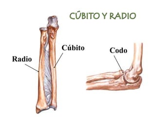 Cúbito
Radio
Codo
 