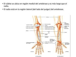 • El cúbito se ubica en región medial del antebrazo y es más largo que el
radio.
• El radio está en la región lateral (del lado del pulgar) del antebrazo.
 