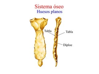 Diploe
TablaTabla
Sistema óseo
Huesos planos
 