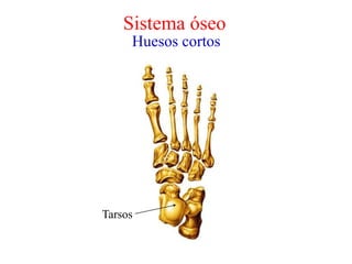 Tarsos
Sistema óseo
Huesos cortos
 
