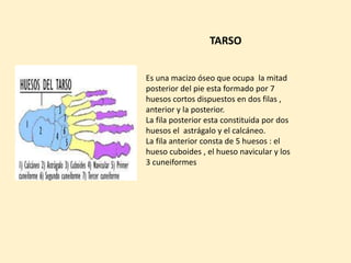 TARSO
Es una macizo óseo que ocupa la mitad
posterior del pie esta formado por 7
huesos cortos dispuestos en dos filas ,
anterior y la posterior.
La fila posterior esta constituida por dos
huesos el astrágalo y el calcáneo.
La fila anterior consta de 5 huesos : el
hueso cuboides , el hueso navicular y los
3 cuneiformes
 