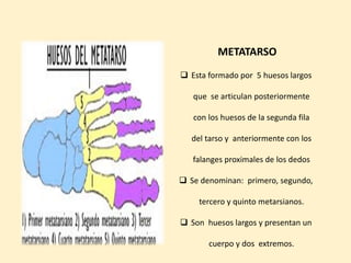 METATARSO
 Esta formado por 5 huesos largos
que se articulan posteriormente
con los huesos de la segunda fila
del tarso y anteriormente con los
falanges proximales de los dedos
 Se denominan: primero, segundo,
tercero y quinto metarsianos.
 Son huesos largos y presentan un
cuerpo y dos extremos.
 