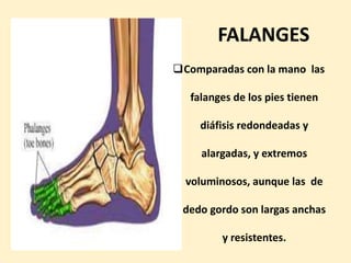 FALANGES
Comparadas con la mano las
falanges de los pies tienen
diáfisis redondeadas y
alargadas, y extremos
voluminosos, aunque las de
dedo gordo son largas anchas
y resistentes.
 