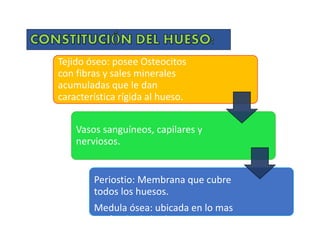 Tejido óseo: posee Osteocitos
con fibras y sales minerales
acumuladas que le dan
característica rígida al hueso.
Vasos sanguíneos, capilares y
nerviosos.
Periostio: Membrana que cubre
todos los huesos.
Medula ósea: ubicada en lo mas
profundo de los huesos.
 