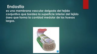 anatomia OSTEOLOGIA Y ARTICULACIONES (3).pptx
