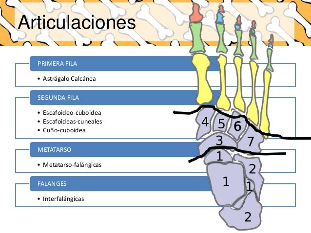 Osteologia y miologia de tobillo y pie