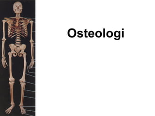 Osteologi
 