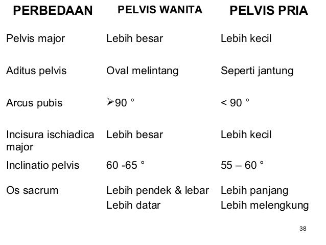 Osteologi Da Psik Semester 2 Kd 2 Anatomy