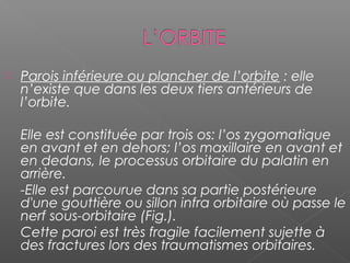  Parois inférieure ou plancher de l’orbite : elle
n’existe que dans les deux tiers antérieurs de
l’orbite.
Elle est constituée par trois os: l’os zygomatique
en avant et en dehors; l’os maxillaire en avant et
en dedans, le processus orbitaire du palatin en
arrière.
-Elle est parcourue dans sa partie postérieure
d'une gouttière ou sillon infra orbitaire où passe le
nerf sous-orbitaire (Fig.).
Cette paroi est très fragile facilement sujette à
des fractures lors des traumatismes orbitaires.
 
