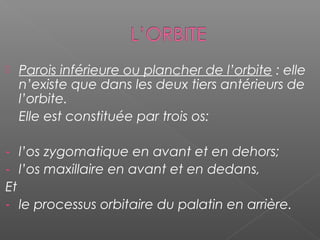 Parois inférieure ou plancher de l’orbite : elle
n’existe que dans les deux tiers antérieurs de
l’orbite.
Elle est constituée par trois os:
- l’os zygomatique en avant et en dehors;
- l’os maxillaire en avant et en dedans,
Et
- le processus orbitaire du palatin en arrière.
 