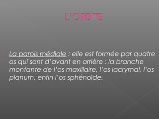  La parois médiale : elle est formée par quatre
os qui sont d’avant en arrière : la branche
montante de l’os maxillaire, l’os lacrymal, l’os
planum, enfin l’os sphénoïde.
 
