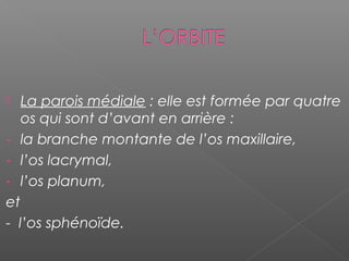  La parois médiale : elle est formée par quatre
os qui sont d’avant en arrière :
- la branche montante de l’os maxillaire,
- l’os lacrymal,
- l’os planum,
et
- l’os sphénoïde.
 