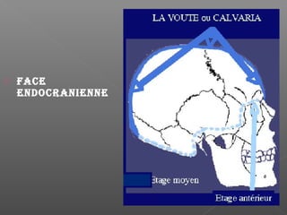  FACE
ENDOCRANIENNE
 