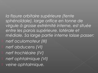la fissure orbitaire supérieure (fente
sphénoïdale), large orifice en tonne de
virgule à grosse extrémité interne, est située
entre les parois supérieure, latérale et
médiale. Sa large partie interne laisse passer:
 nerf oculomoteur (III)
 nerf abducens (VI)
 nerf trochléaire (IV)
 nerf ophtalmique (VI)
 veine ophtalmique.
 