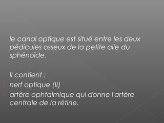 le canal optique est situé entre les deux
pédicules osseux de la petite aile du
sphénoïde.
Il contient :
 nerf optique (II)
 artère ophtalmique qui donne l'artère
centrale de la rétine.
 