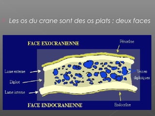 Les os du crane sont des os plats : deux faces
 