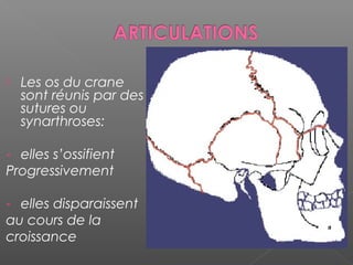  Les os du crane
sont réunis par des
sutures ou
synarthroses:
- elles s’ossifient
Progressivement
- elles disparaissent
au cours de la
croissance
 