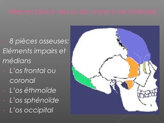 Mise en place des os du crane (vue latérale)
 8 pièces osseuses:
Eléments impairs et
médians
- L’os frontal ou
coronal
- L’os éthmoïde
- L’os sphénoïde
- L’os occipital
 