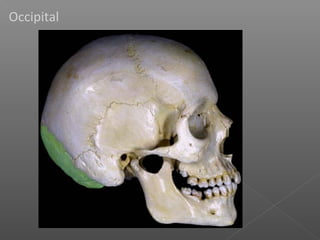 Occipital
 