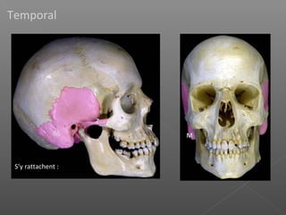 Temporal
S’y rattachent :
M
Z
M
 