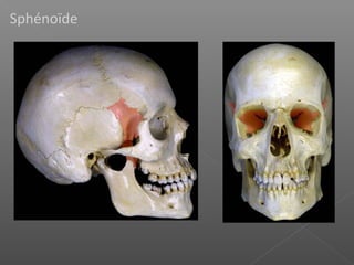 Sphénoïde
 