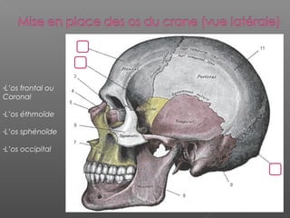 -L’os frontal ou
Coronal
-L’os éthmoïde
-L’os sphénoïde
-L’os occipital
 