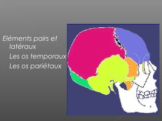 Eléments pairs et
latéraux
- Les os temporaux
- Les os pariétaux
 