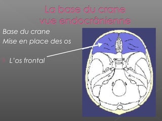 Base du crane
Mise en place des os
 L’os frontal
 