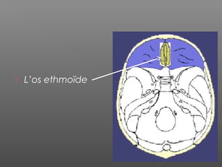  L’os ethmoïde
 