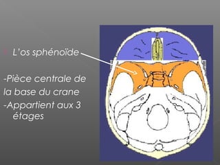  L’os sphénoïde
-Pièce centrale de
la base du crane
-Appartient aux 3
étages
 