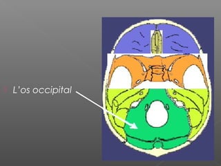  L’os occipital
 