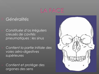  Généralités
- Constituée d’os irréguliers
creusés de cavités
pneumatiques : les sinus
- Contient la partie initiale des
voies aéro-digestives
supérieures
- Contient et protège des
organes des sens
 