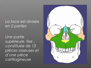  La face est divisée
en 2 parties
 Une partie
supérieure, fixe ,
constituée de 13
pièces osseuses et
d’une pièce
cartilagineuse
 
