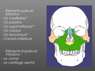  Eléments pairs et
latéraux :
- Os maxillaires*
- Os palatins
- Os zygomatiques*
- Os nasaux
- Os lacrymaux*
- Cornets inférieurs
 Eléments impairs et
médians :
- Le vomer
- Le cartilage septal
 