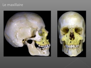 Le maxillaire
C
F
A
F
C
A
 