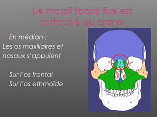  En médian :
Les os maxillaires et
nasaux s’appuient
- Sur l’os frontal
- Sur l’os ethmoïde
 