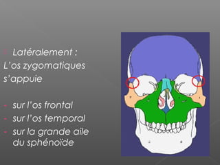  Latéralement :
L’os zygomatiques
s’appuie
- sur l’os frontal
- sur l’os temporal
- sur la grande aile
du sphénoïde
 