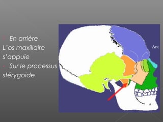  En arrière
L’os maxillaire
s’appuie
- Sur le processus
stérygoide
 