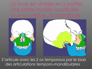 S’articule avec les 2 os temporaux par le biais
des articulations temporo-mandibulaires
 