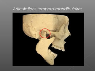 Articulations temporo-mandibulaires
 