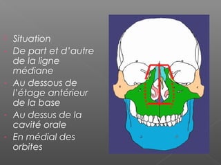  Situation
- De part et d’autre
de la ligne
médiane
- Au dessous de
l’étage antérieur
de la base
- Au dessus de la
cavité orale
- En médial des
orbites
 