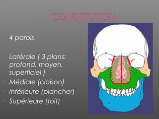  4 parois
• Latérale ( 3 plans:
profond, moyen,
superficiel )
• Médiale (cloison)
• Inférieure (plancher)
• Supérieure (toit)
 